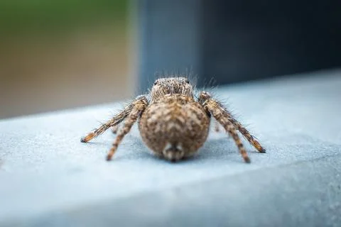 Jumping spider seen from behind Stock Photos