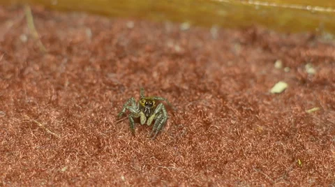 Jumping spider showing its behavior Stock Footage