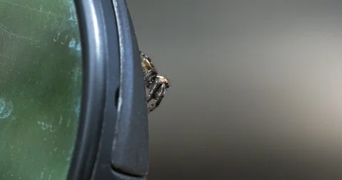 A Jumping spider sits on the edge of the mirror and rises on its front legs Stock Footage 116914843
