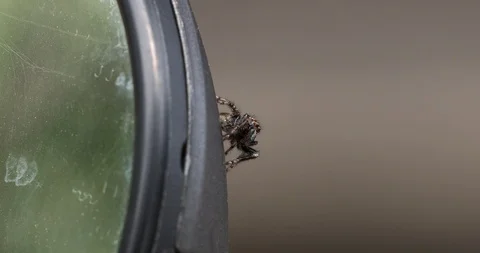 A jumping spider sits on the edge of the mirror and rises on its front legs Stock Footage 116914876