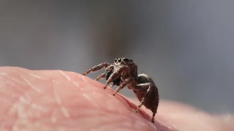 Jumping Spider Sitting on a Hand in Slow Motion Macro Shot During Sunny Day Vídeo Stock 316293351