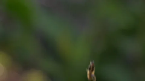 Jumping Spider Species Hanging By A Thread. Selective Focus Shot Stock Footage 332043965