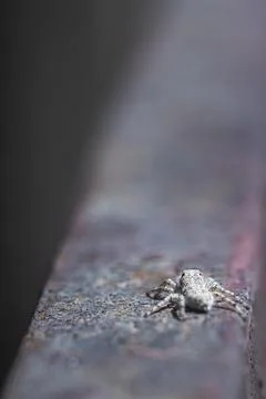 Jumping spider. A spider walks on a rusty iron beam. jumping spiders can find in Stock Photos