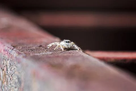 Jumping spider. A spider walks on a rusty iron beam. jumping spiders can find in Stock Photos