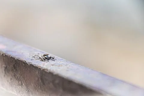 Jumping spider. A spider walks on a rusty iron beam. jumping spiders can find in Stock Photos
