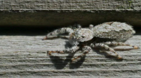 Jumping Spider spins left to right Stock Footage 723277