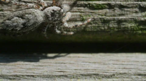Jumping Spider spins right to left Stock Footage