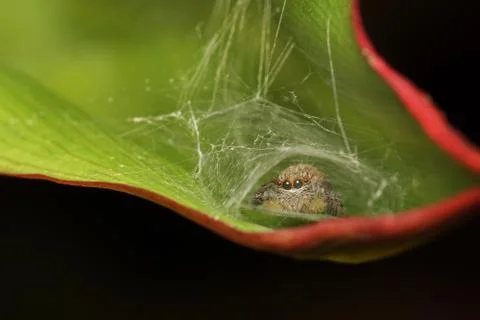 Jumping Spider Spotted Stock Photos