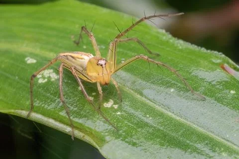 A jumping spider standing on green leaf Foto stock