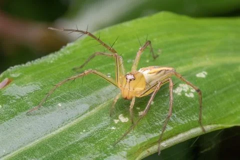 A jumping spider standing on green leaf Stock Photos