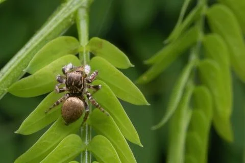 A jumping spider standing on green leaf Stock Photos