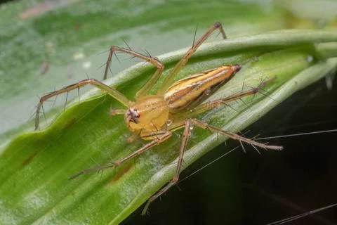 A jumping spider standing on green leaf Foto stock