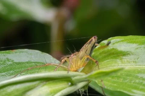 A jumping spider standing on green leaf Stock Photos