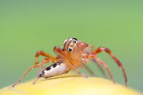 Jumping Spider with Striking Eye Patterns Stock Photos