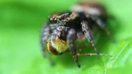 Jumping Spider - Super Macro Stock Footage