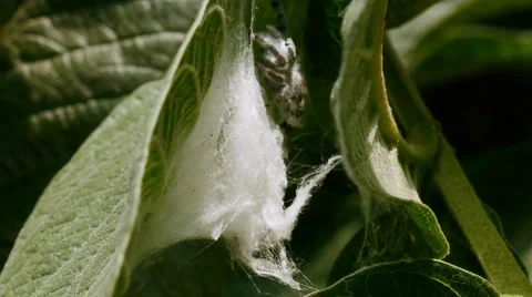 Jumping Spider Time Lapse Stock Footage 4201079