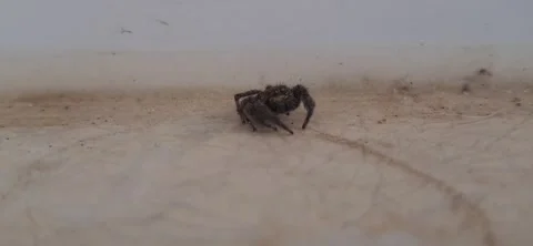 Jumping Spider Tracking Movement Outdoors Macro Stock Footage 341290409