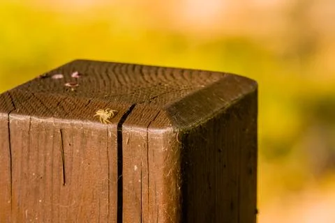 Jumping spider with translucent body Stock Photos