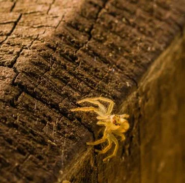 Jumping spider with translucent body Stock Photos