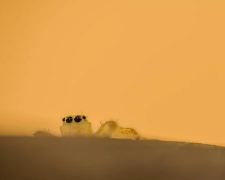 Jumping spider with translucent body Stock Photos