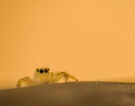 Jumping spider with translucent body Stock Photos