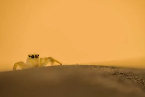 Jumping spider with translucent body Stock Photos