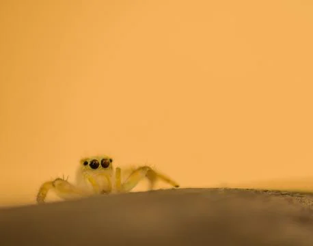Jumping spider with translucent body Stock Photos