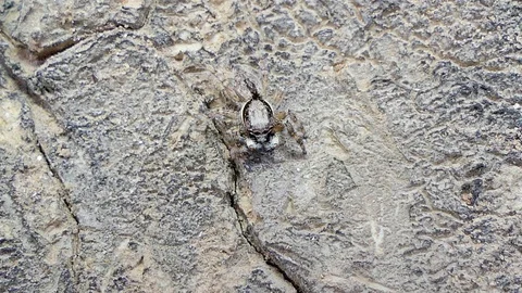 Jumping Spider on the tree. Stock Footage 95654271