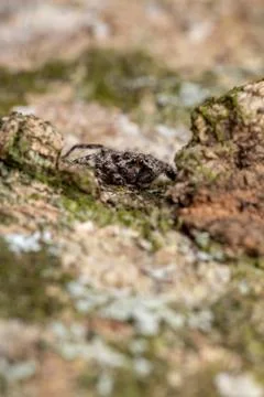 Jumping spider on a tree trunk Stock Photos