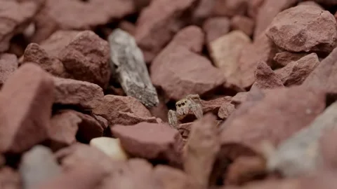 Jumping Spider Walking Across Rocks Video stock 340323228