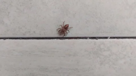 Jumping Spider Walking down the Wall Video stock 284333420