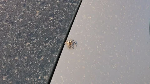 Jumping Spider Walking on Dusty Car Surface Close Up Macro Vídeos de archivo 341575636