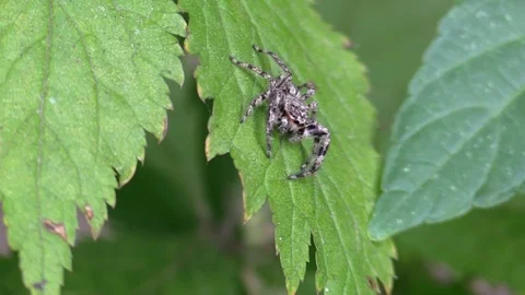 Jumping spider walking on tree leaves Stock Footage 79371597