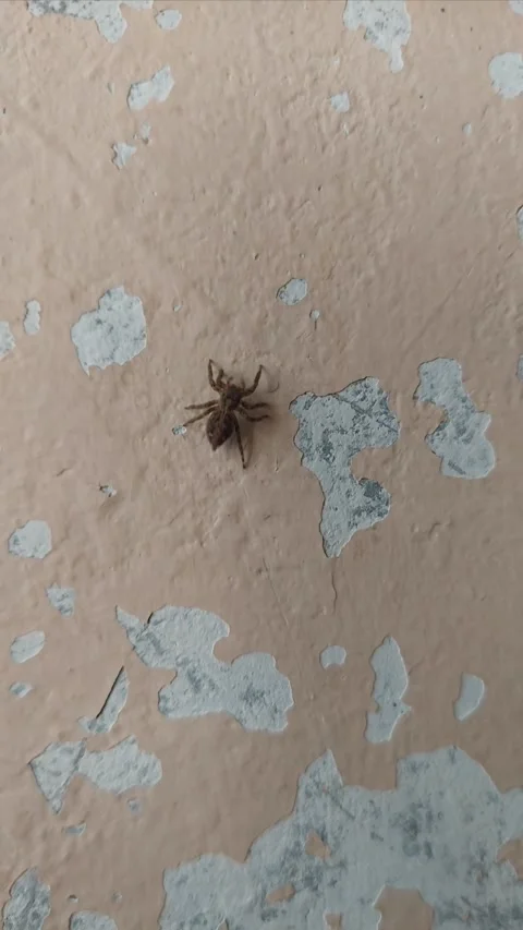 Jumping Spider Walking on Wall, Part 3 스톡 동영상 284333542