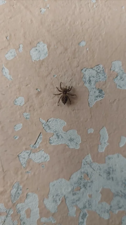 Jumping Spider Walking on Wall, Part 2 Stock Footage 284333569