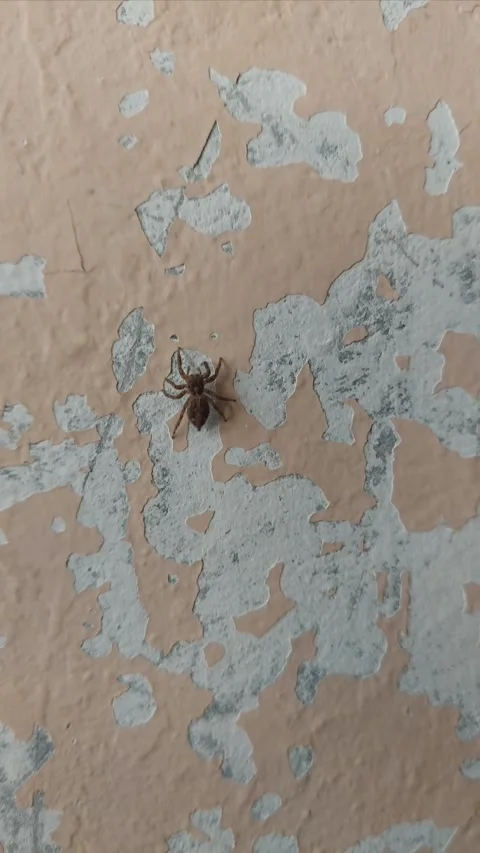 Jumping Spider Walking on Wall, Part 1 Stock Footage 284333581