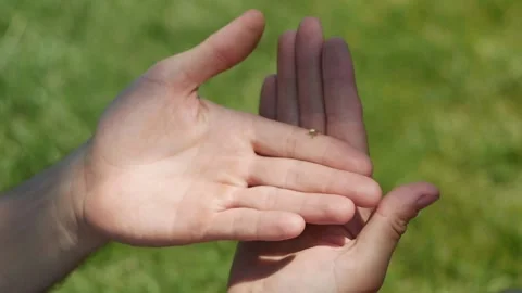Jumping Spider Walks On Human Hand Stock Footage 133833899