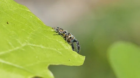 Jumping spider was jumping to next leaves. Video stock 65211050