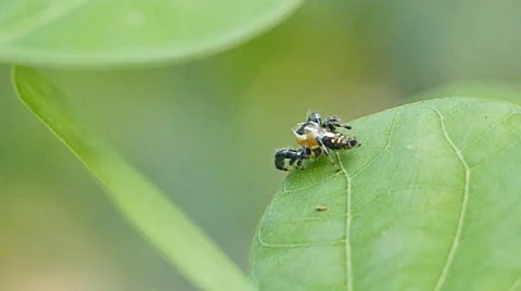 Jumping spider was jumping to next leaves. Stock Footage 65260495