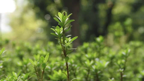 A Jumping Spider weaving its web on top of a tea tree plant Stock Footage 260307340