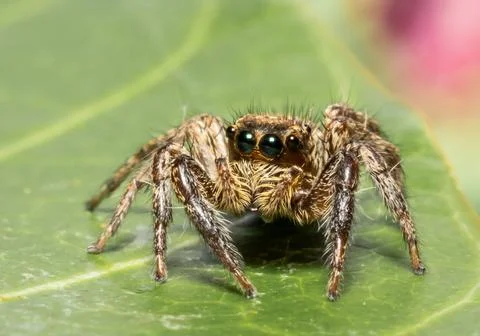 Jumping spider Which comes from the distinctive characteristics of fighters.. 스톡 사진