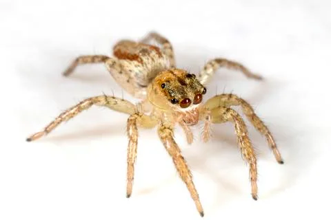 Jumping Spider on White Background Macro Photography Stock Photos
