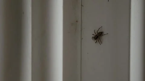 Jumping Spider on White Door Frame, Macro Insect Close-Up 库存影片 340186481