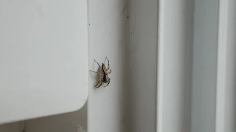 Jumping Spider on White Door Frame, Macro Insect Close-Up Video stock 341917322