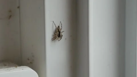Jumping Spider on White Door Frame, Macro Insect Close-Up Video stock 341917324