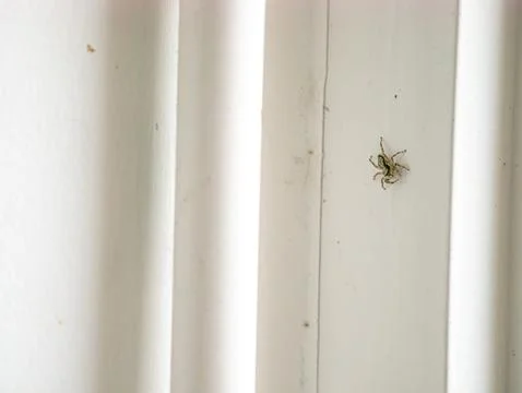 Jumping Spider on White Door Frame, Macro Insect Close-Up Wildlife Photograph Foto stock