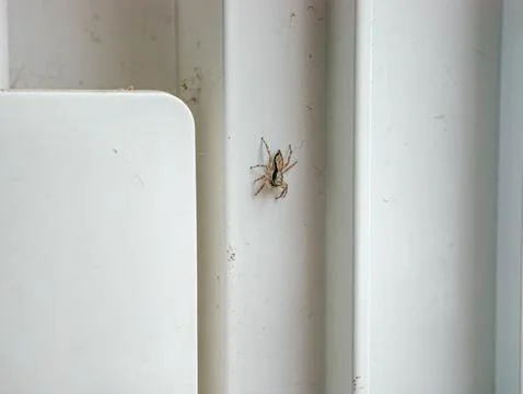 Jumping Spider on White Door Frame, Macro Insect Close-Up Wildlife Photograph Stock Photos