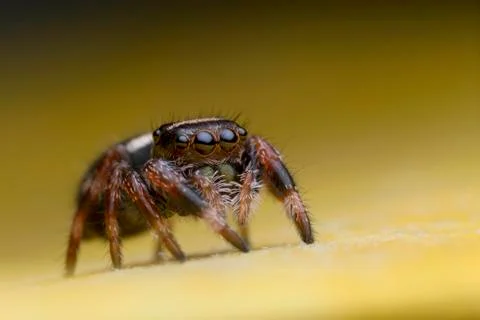 Jumping spider on yellow leaf Stock Photos