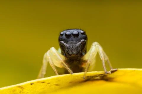 Jumping spider on yellow leaf Stock Photos