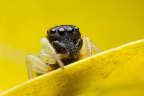 Jumping spider on yellow leaf Stock Photos